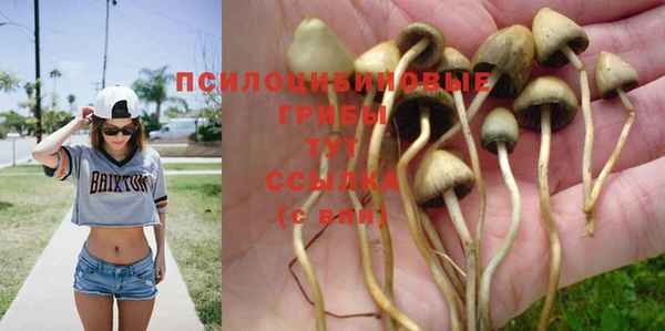 стаф Горняк